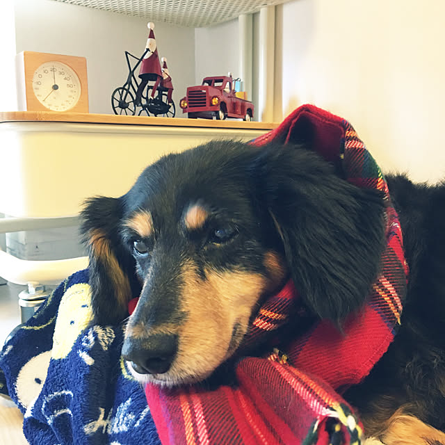 ohanaさんの実例写真