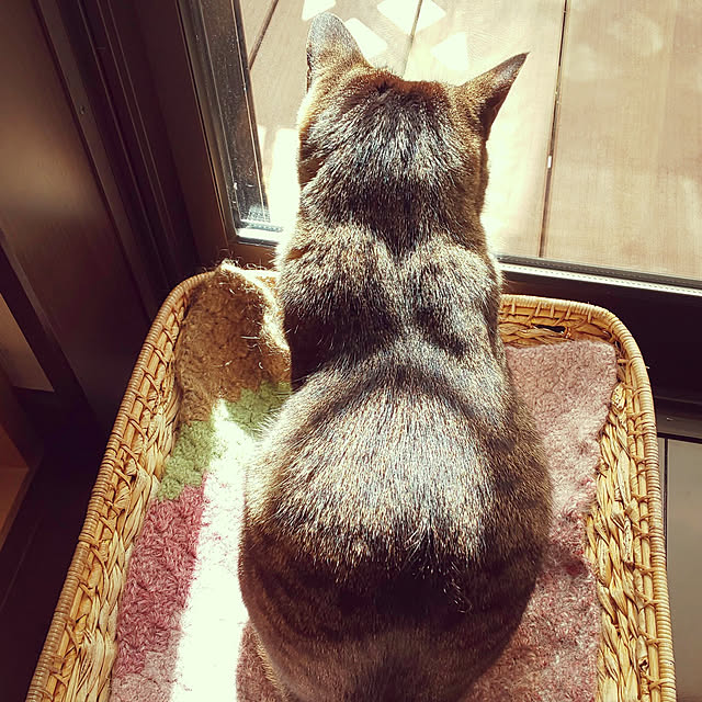 komugiさんの実例写真