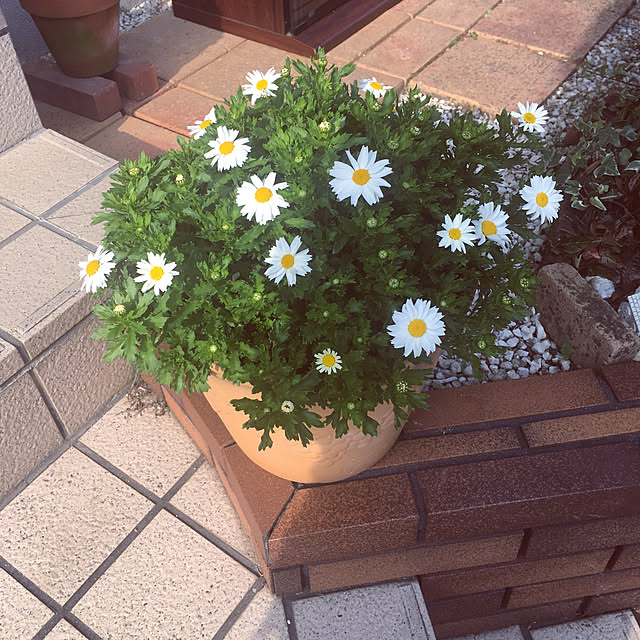chikaさんの実例写真
