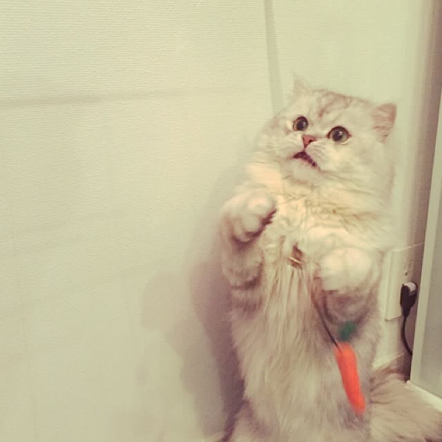 horurunさんの実例写真