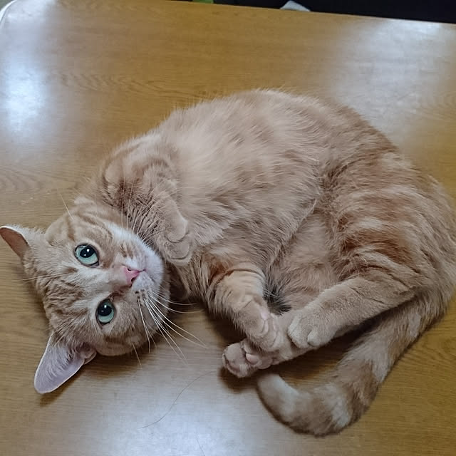 shinobuさんの実例写真