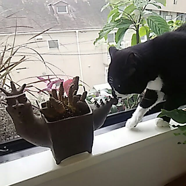 spinetailさんの実例写真