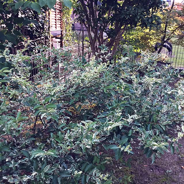 Rinkoさんの実例写真
