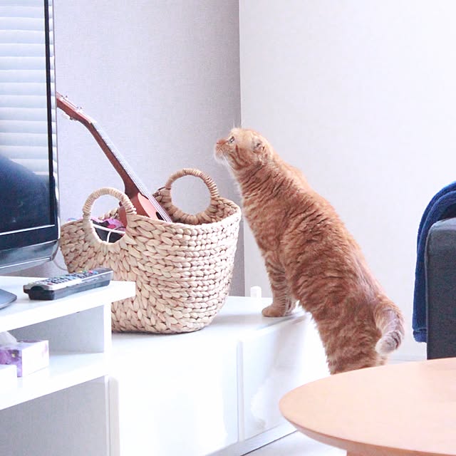 Yurikoさんの実例写真