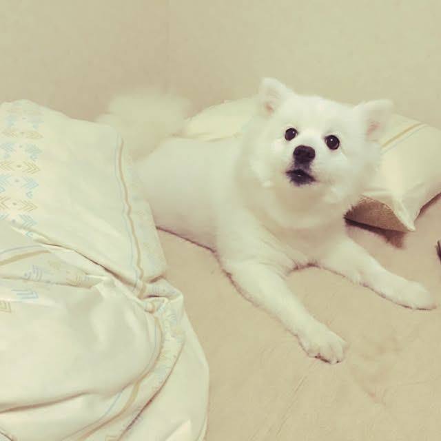 pompomさんの実例写真