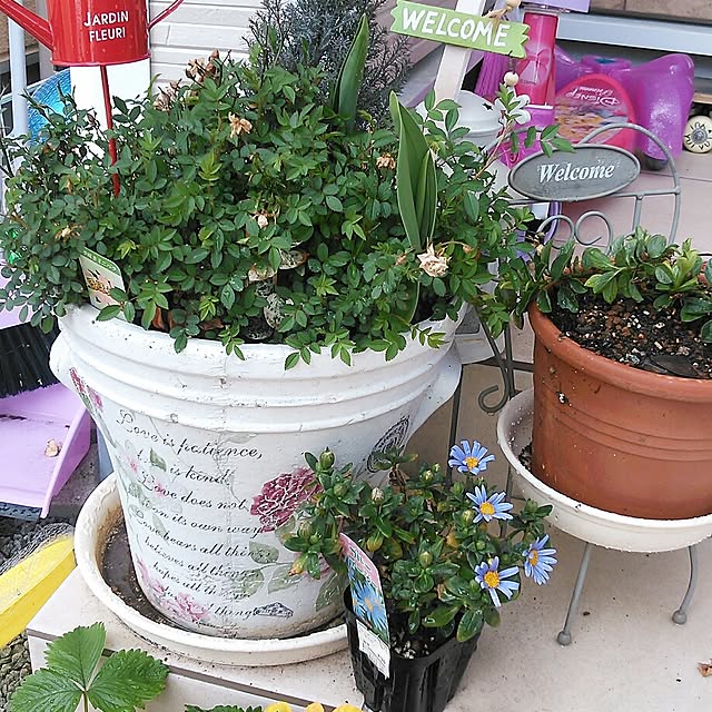 玄関/入り口/植物/100均のインテリア実例 - 2014-03-30 22:28:19