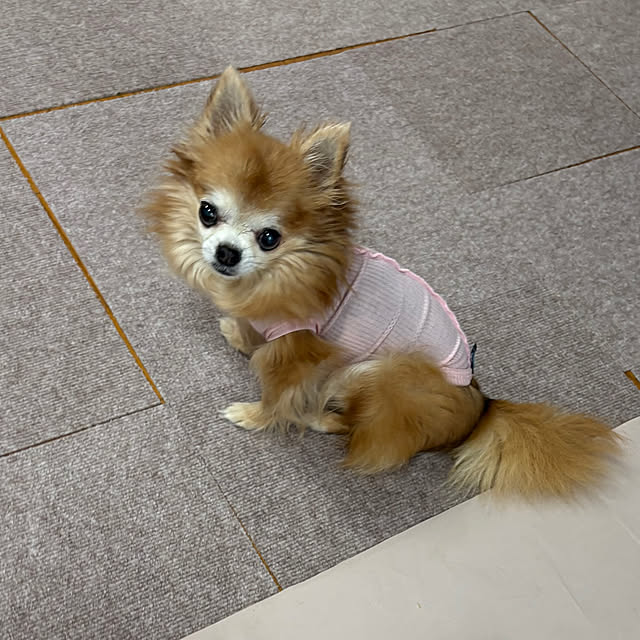 koroさんの部屋