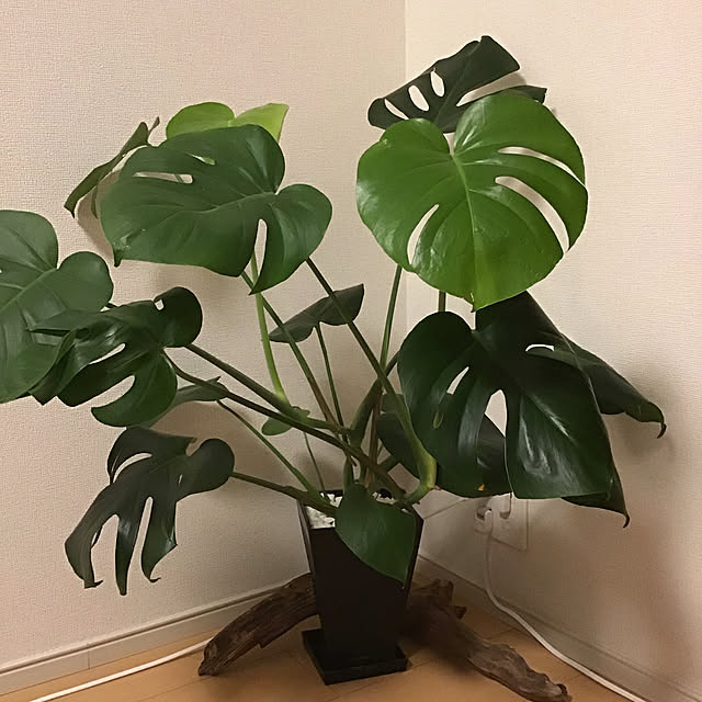 kishicaさんの実例写真