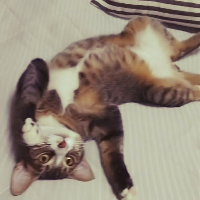 実例写真