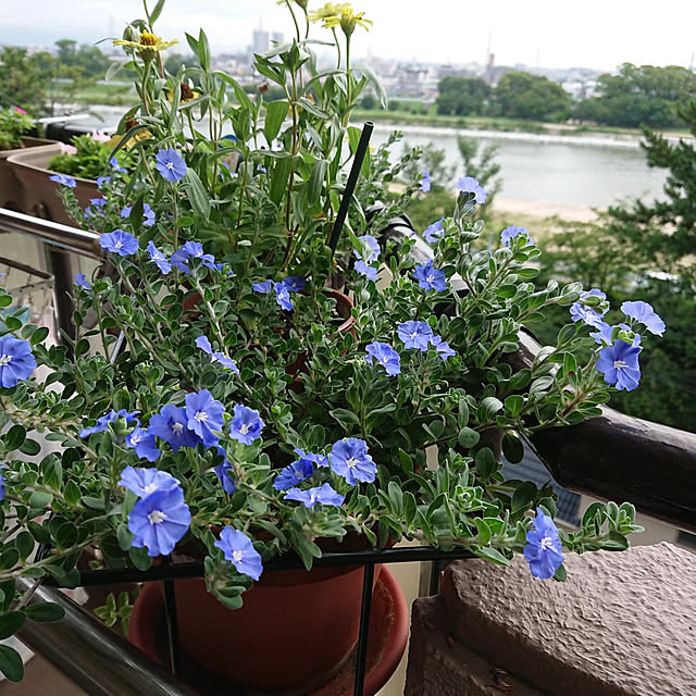 hopkeiさんの実例写真