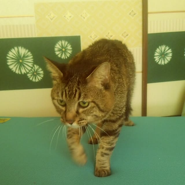 kittenblueさんの実例写真