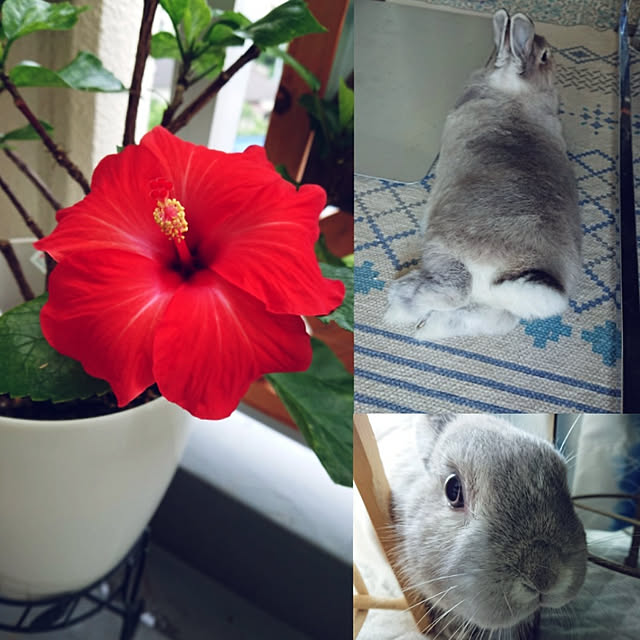 yokomokoさんの実例写真