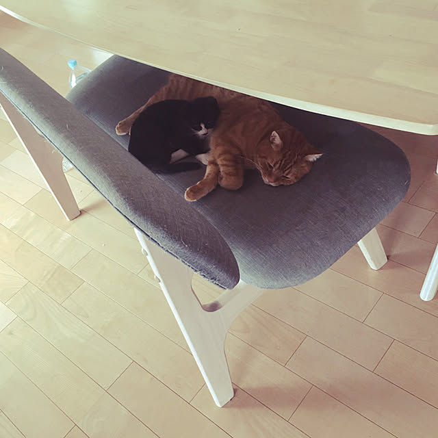 nekoさんの実例写真