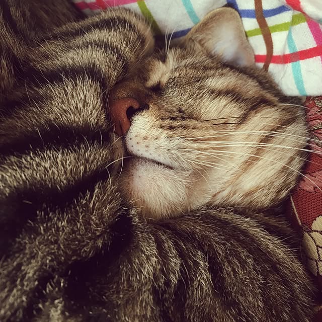 baronkotarouさんの実例写真