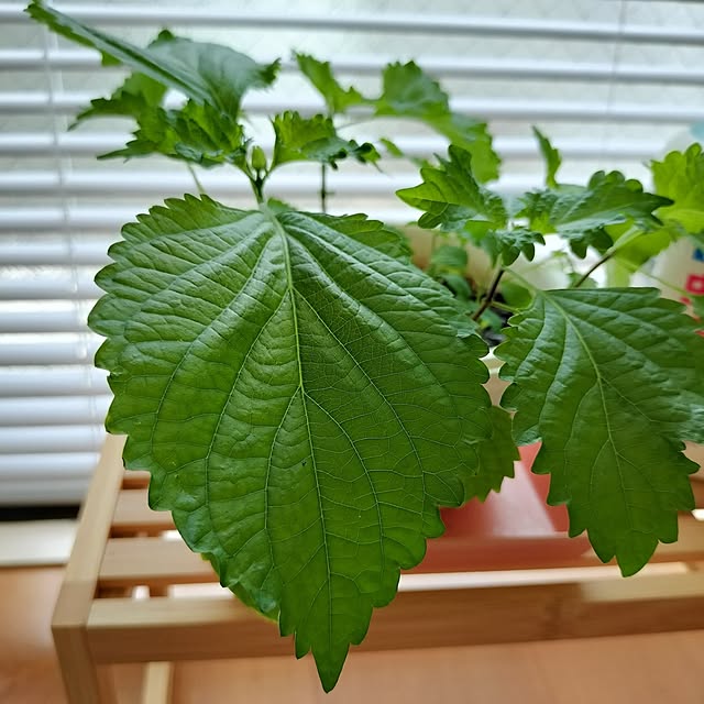 38さんの部屋