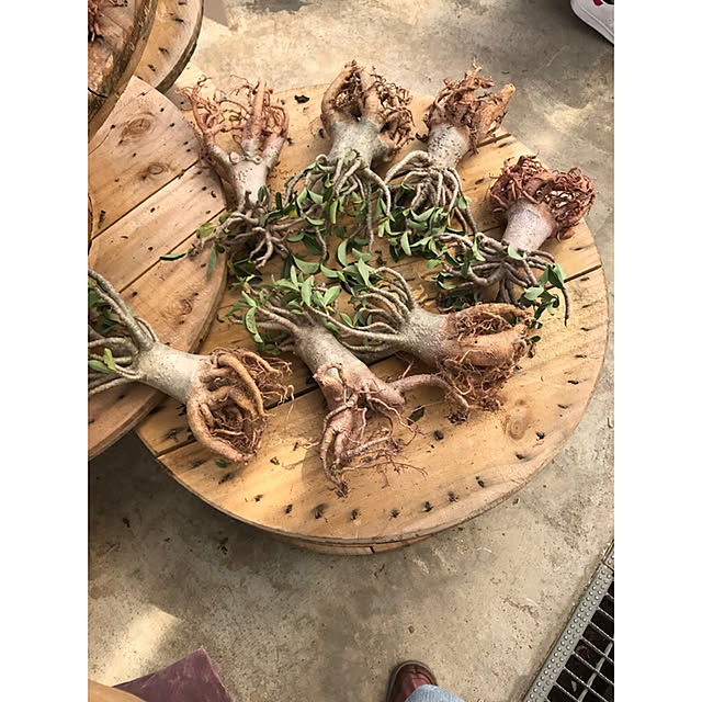 SARON_TSUBAKIさんの実例写真
