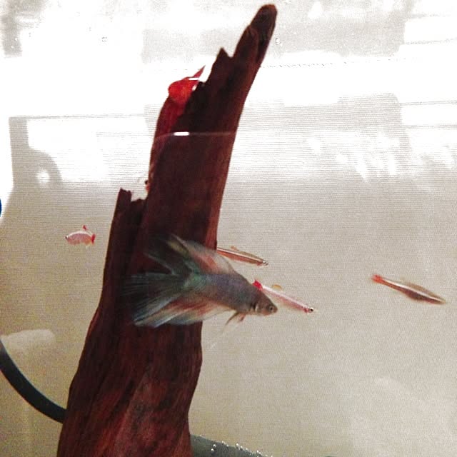 Nanaさんの実例写真