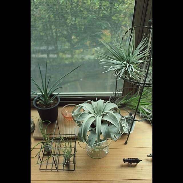 ebimusumeさんの実例写真