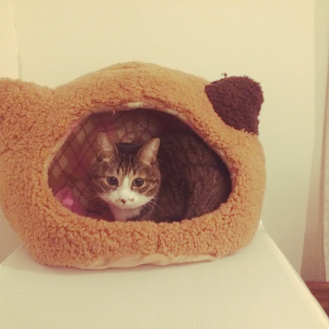 ayapiiiiceさんの実例写真