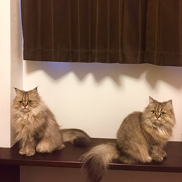 butachanさんの実例写真