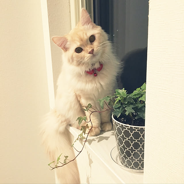 takiさんの実例写真