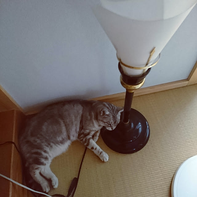 machikomamaさんの実例写真