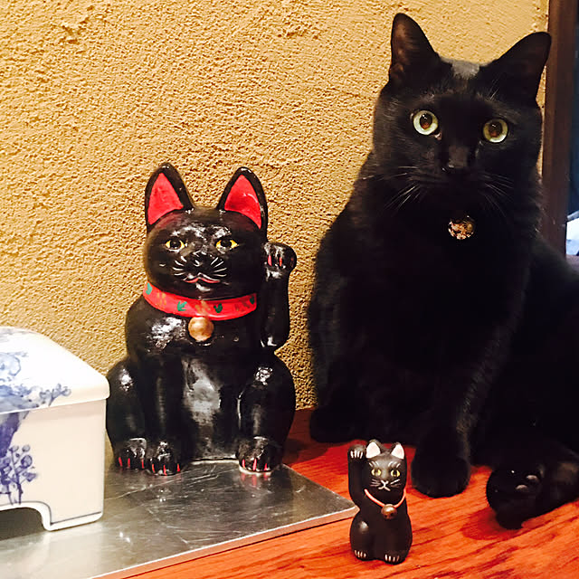 6catさんの実例写真