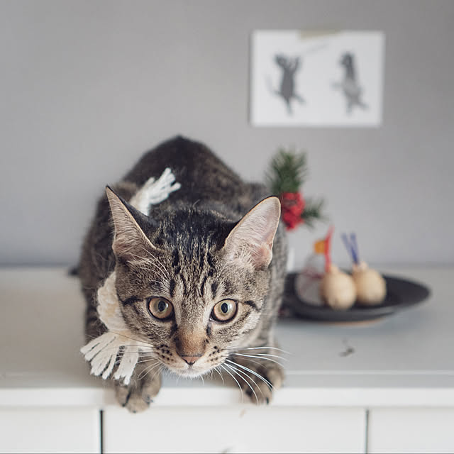 oliveさんの実例写真