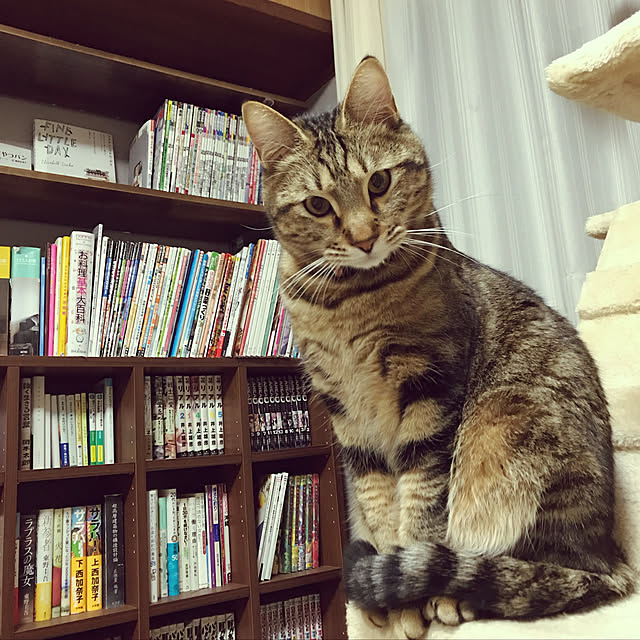hacchiさんの実例写真