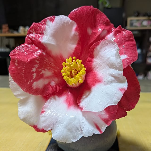 Yoshie1911さんの実例写真