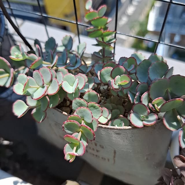 noaさんの部屋