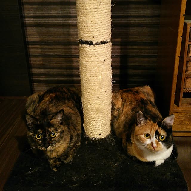 chamakonanさんの実例写真