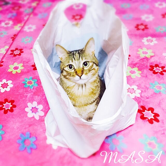 MASAさんの実例写真