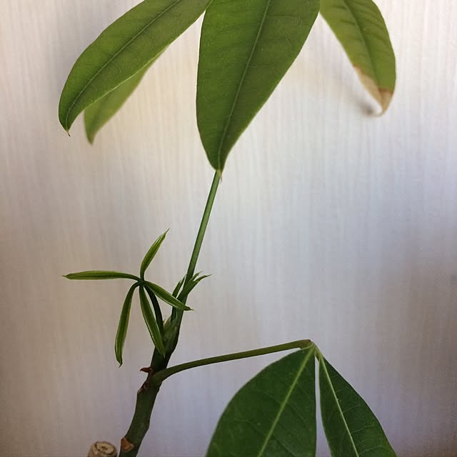 405さんの実例写真
