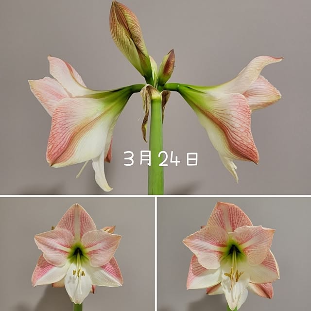 suzuさんの実例写真