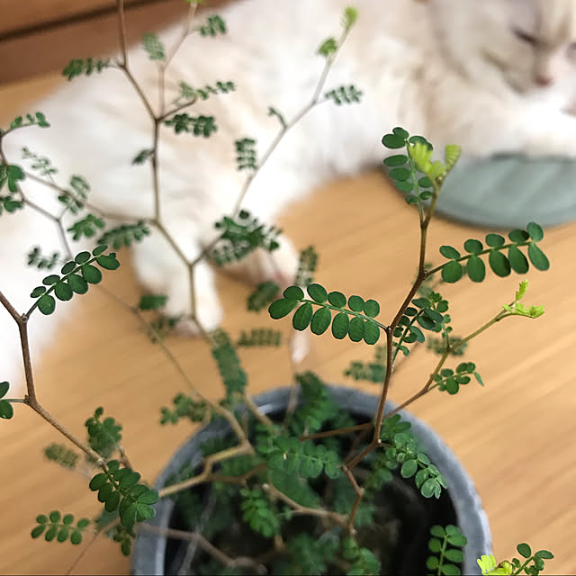ico_to_nekoさんの実例写真
