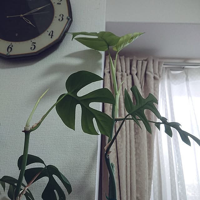 hopkeiさんの実例写真