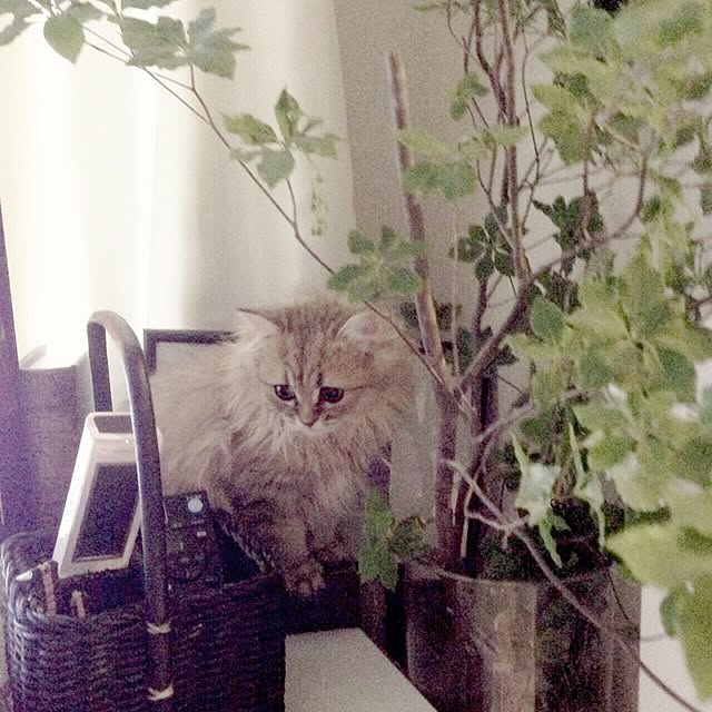riorio1015さんの実例写真