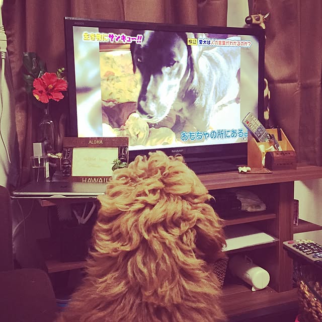 Mikuさんの実例写真