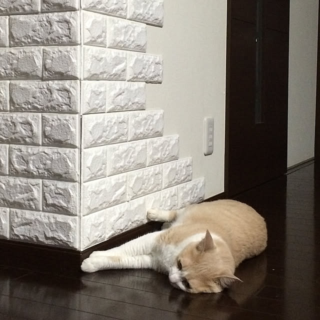 Fumiさんの実例写真
