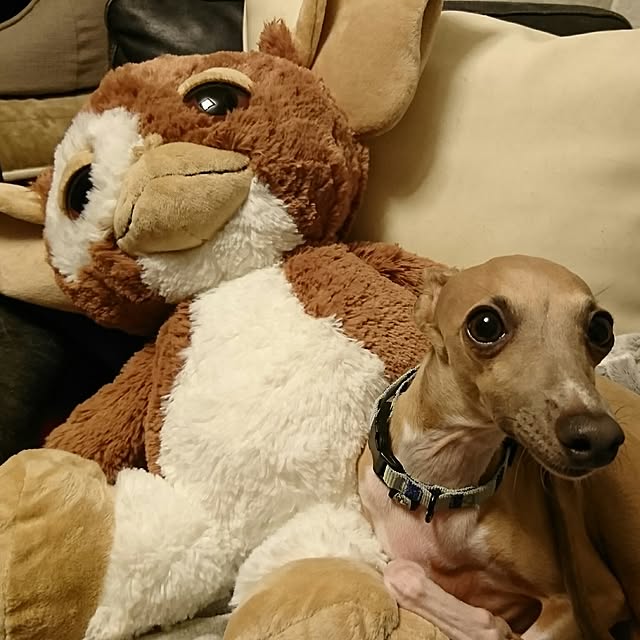 cavaさんの実例写真