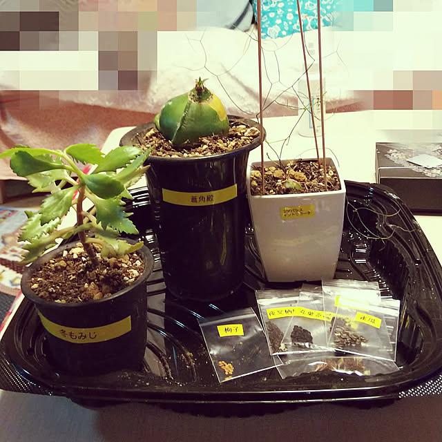 chiikokunさんの実例写真