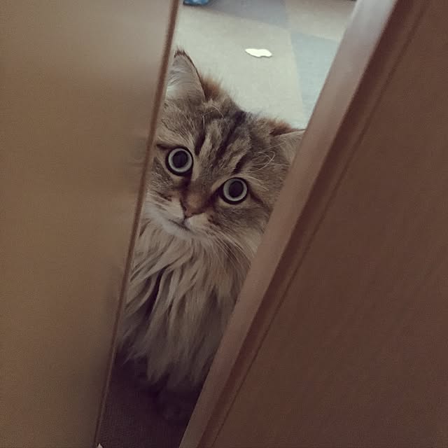 k_dinoさんの実例写真