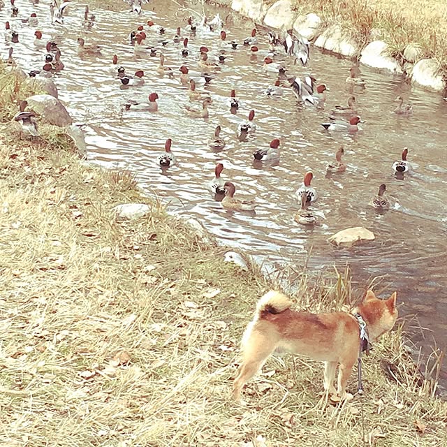 hanakoさんの実例写真