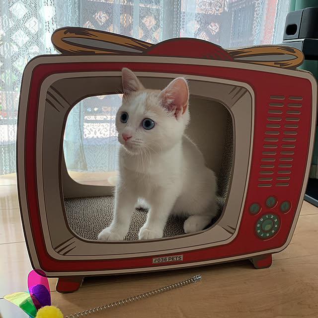 Tomoさんの実例写真