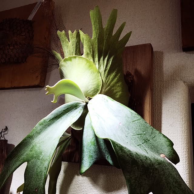 S-Tillandsiaさんの実例写真