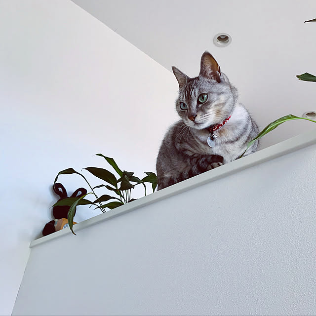 maroさんの実例写真