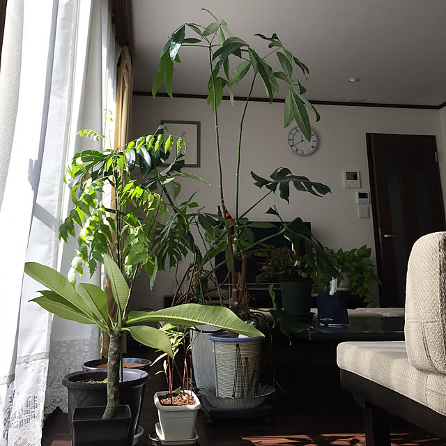 Nobuさんの実例写真