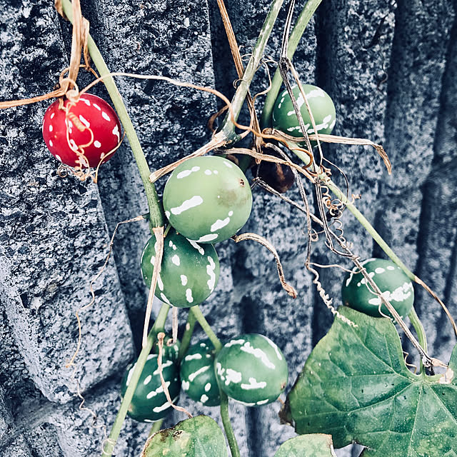 odiさんの実例写真