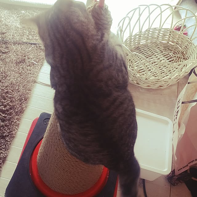 annさんの実例写真